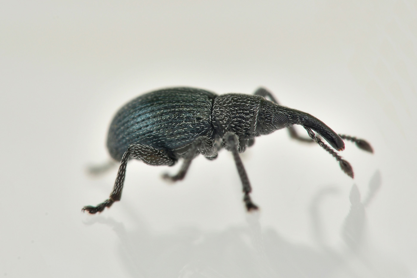 Apionidae: Ceratapion sp?